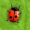 Too Many Bugs A Free Action Game