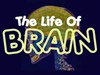 The Life of Brain A Free Puzzles Game