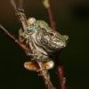Gray Treefrog Jigsaw Puzzle A Free Puzzles Game
