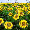Sunflowers Jigsaw