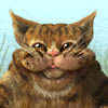 Feed River Cat by catching different fish! Do not make him cry!