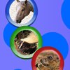 Animal Rotospheres A Free Puzzles Game