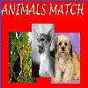 Card matching game, include some funny and weird pictures of domestic and wild animals.