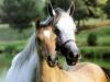 Puzzle Horses A Free Education Game