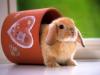 Puzzle Rabbit - 1 A Free Education Game
