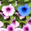 Spot the 5 differences by clicking. They are hidden in 10 pictures of beautiful flowers.

You can hurry up versus the time or just relax while playing this bloomy game.

Enjoy and calm down with these flowers and the music!