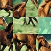 Horses Sliding A Free Puzzles Game