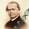 Mendel Quiz (Genetics) A Free Education Game