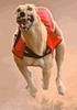 Greyhound Race A Free Action Game