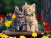 Puzzle Cats - 1 A Free Education Game