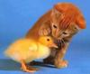 Cute friends: Kitty and Chick