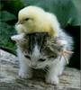 Cute friends: Chick and Kitty