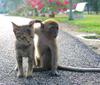 Cute friends: Kitty and monkey