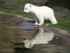 Cute polar bear drag and drop puzzle