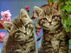 Cute friends: twin kitties