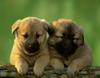 Cute friends: Puppy twins