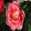 Tulip Jigsaw Puzzle