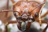 Puzzle Insects - 1