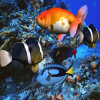 Underwater Hidden Numbers A Free Puzzles Game