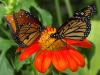Puzzle Butterflies - 1 A Free Education Game