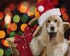 Puzzle Animals in Christmas - 1 A Free Education Game