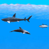 Dolphin A Free Action Game