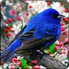 Find the Hidden alphabets in the Birds picture. This game is an another type of point and click game by 143dressup.com, get through the levels and excel. Wrong clicks will result in negative scores.