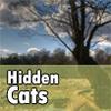 Hidden Cats