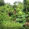 Mystic Rainforest