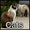 Cats A Free Puzzles Game