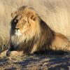 Play this 3 scenes jigsaw puzzle games of lion. Level up, difficulty increase.