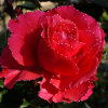 Kingdom of the flowers: Beautiful rose