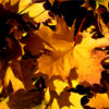 Autumn Leafs Jigsaw