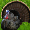Thanksgiving Turkey Attack A Free Action Game