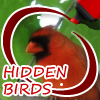 Hidden Birds A Free Puzzles Game