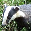 Badger A Free BoardGame Game
