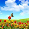 Paradise of Flowers 5 Differences A Free Puzzles Game