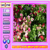 Beauty Flowers Find the Alphabets A Free Action Game