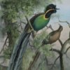 Birds of Paradise Jigsaw A Free Puzzles Game