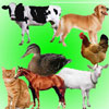 Sounds. Sounds of pets / ?????. ????? ???????? ???????? A Free Education Game