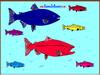 Salmon Fish Coloring