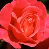 Find the number 1 to 10 in the red rose hidden numbers game.