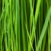 Grass Slider A Free Puzzles Game