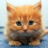 Cute Kitten Pairs A Free BoardGame Game