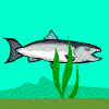 Salmon Survival A Free Action Game