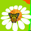 Find The Butterfly A Free Puzzles Game