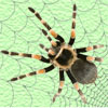 Spider TD A Free Action Game