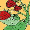 Red berry garden coloring