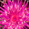 Sea anemone hidden numbers