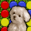 Cute Puppy Match A Free Action Game